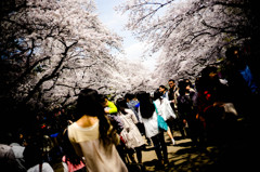 桜の下で
