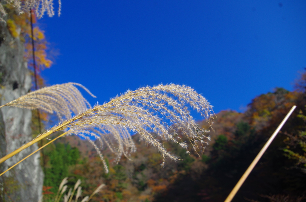 すすき&青空