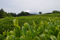 世界遺産とお茶畑の共演