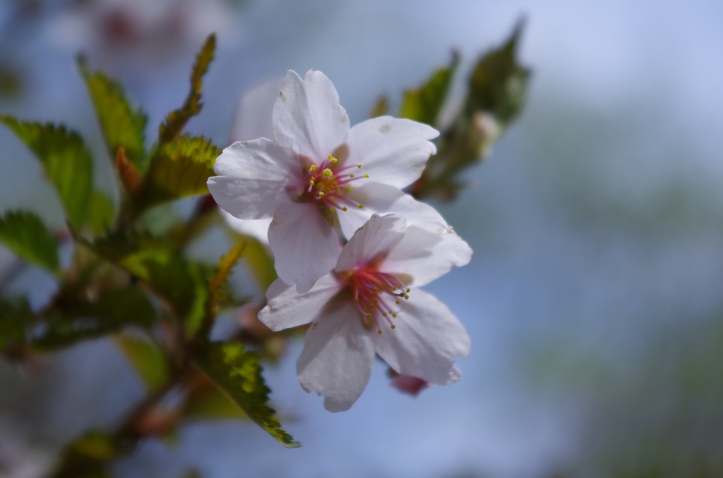 今日の桜。（三つ峠登山中に発見）