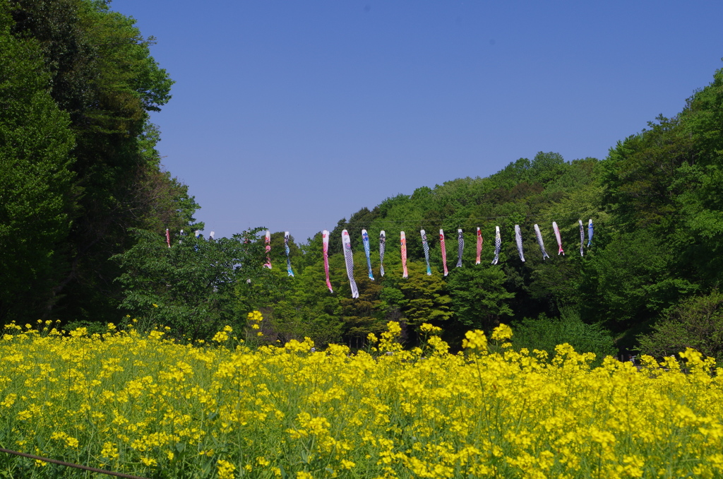 鯉のぼりと菜の花