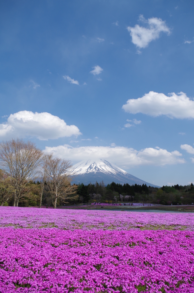 富士芝桜まつり