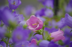 県立フラワーガーデン大船植物園　なんてはなだろう。。。