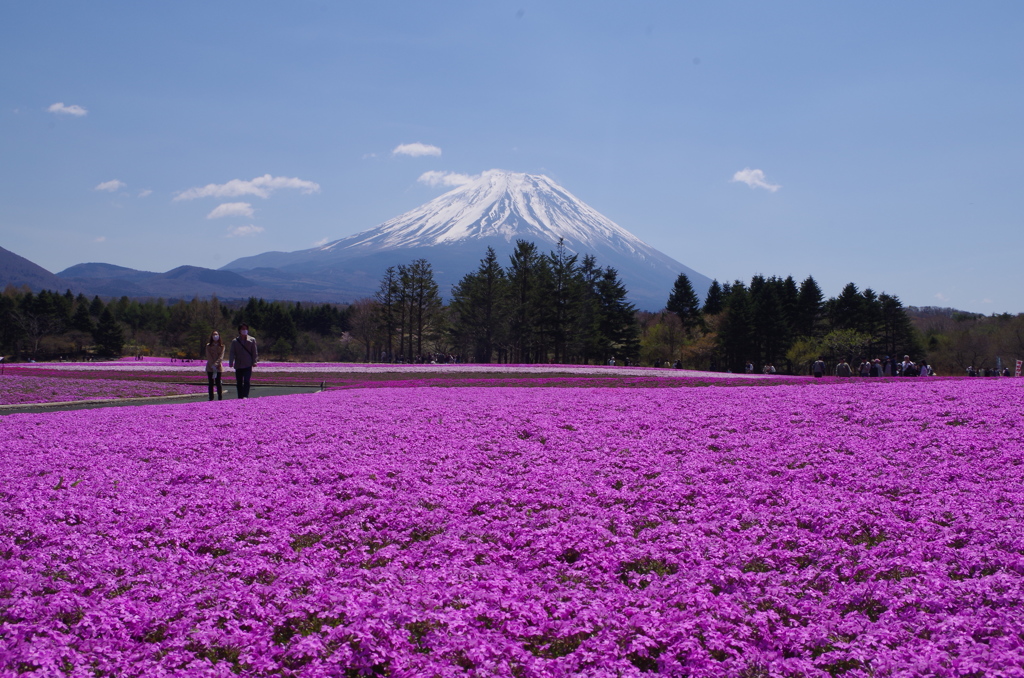 芝桜と富士山4月27日