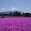 芝桜と富士山4月27日