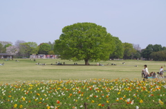 国営昭和記念公園　(立川口)　の　大ケヤキ　4/16