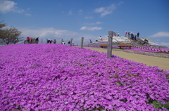 県立相模三川公園の芝桜