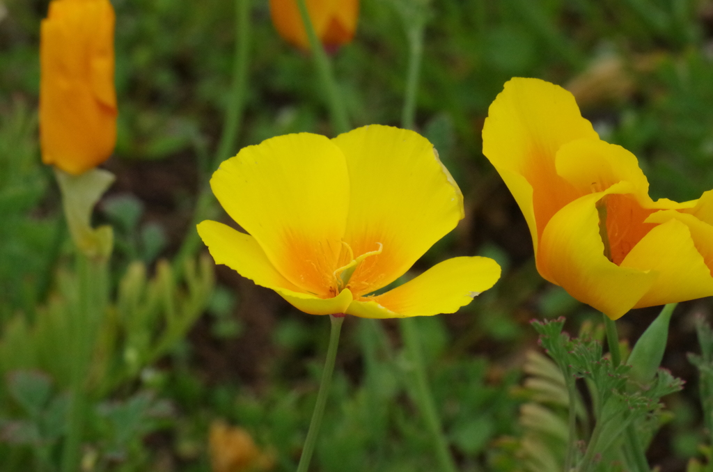 黄色い花　なんて花かな？？？