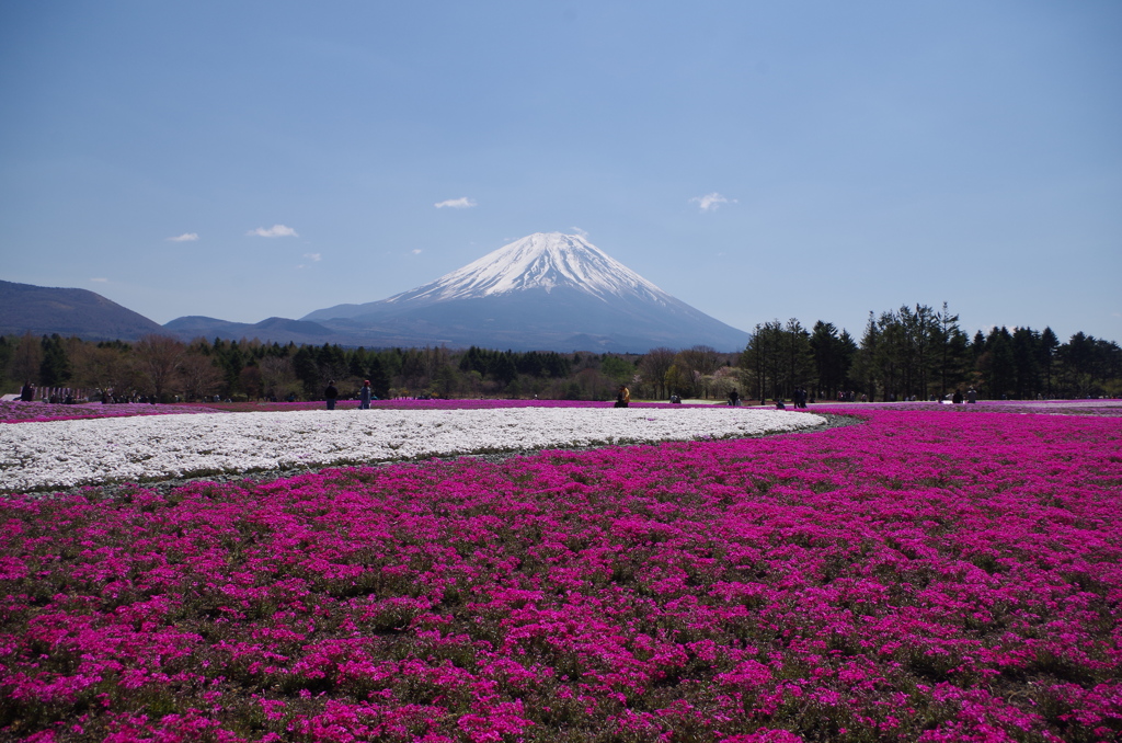 芝桜と富士山　4月27日