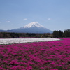 芝桜と富士山　4月27日