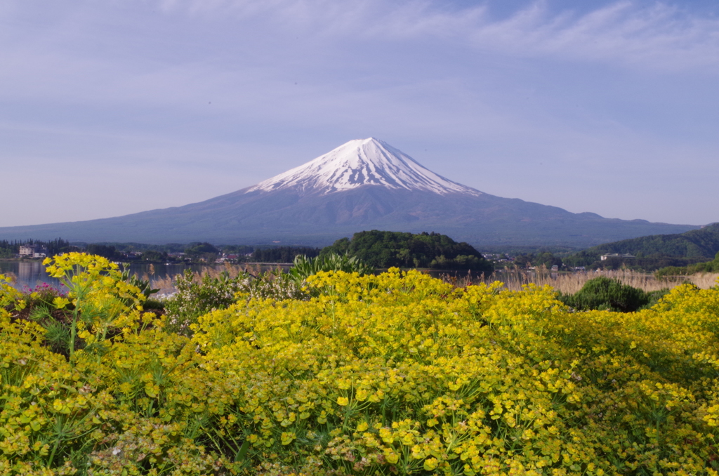 富士山と菜の花