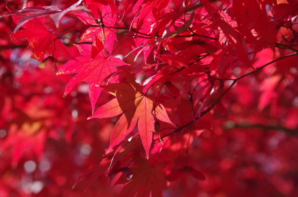紅葉