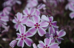 芝桜