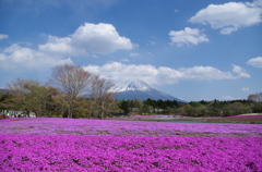 富士芝桜まつり　笠雲になるか！？