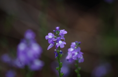 なんて花だろう？？？