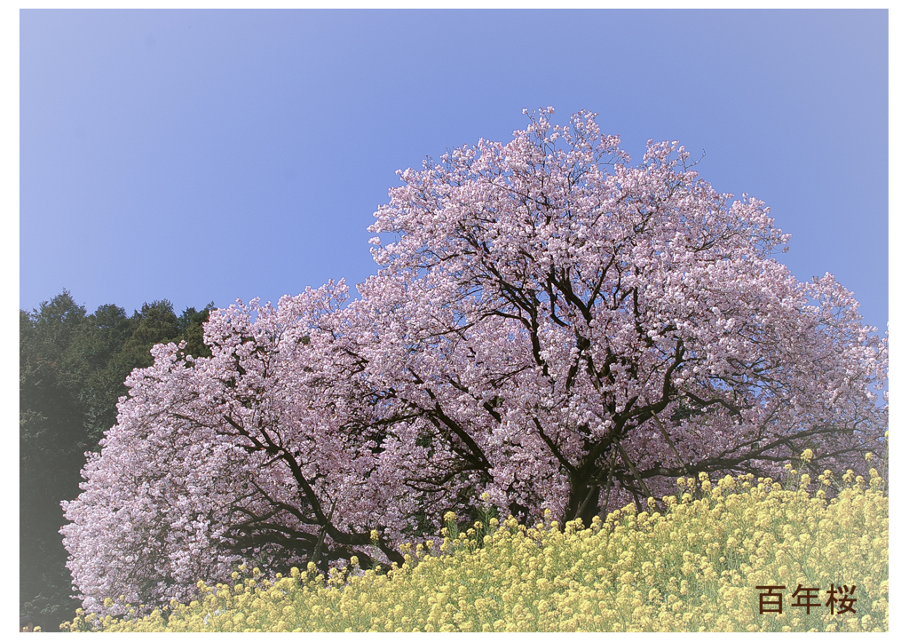 百年桜2