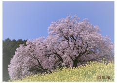百年桜2