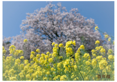 百年桜