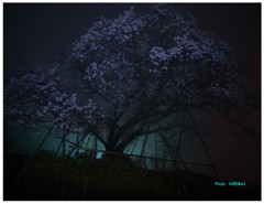 百年桜