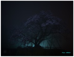 百年桜