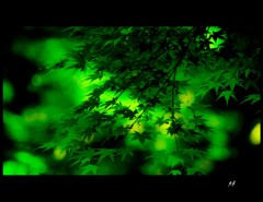 癒される緑
