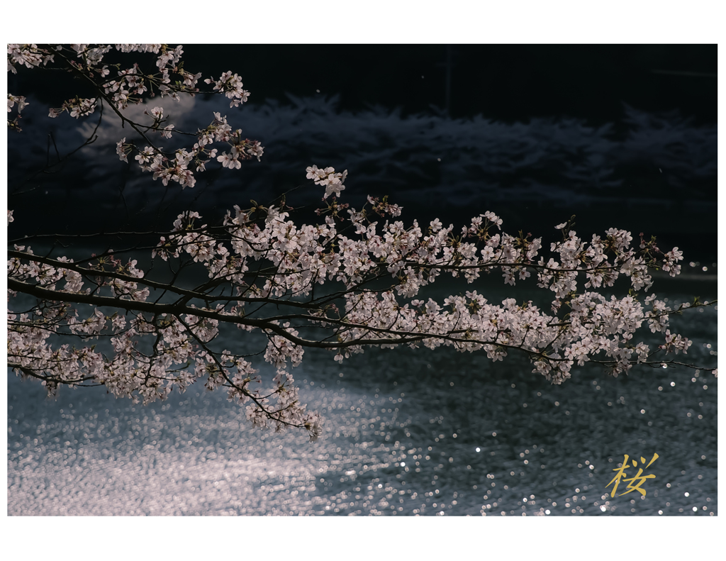 桜散る