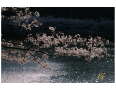 桜散る