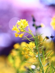 河津桜と菜の花