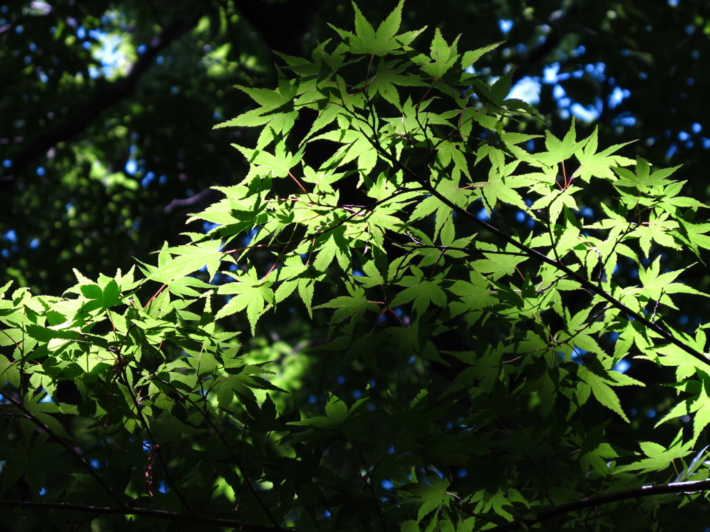 紅葉ならぬ緑葉