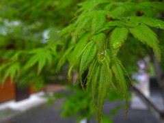 水滴の葉