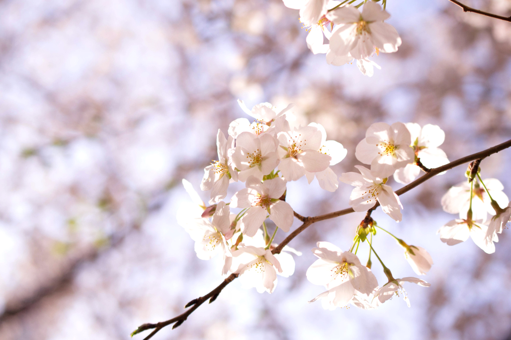 桜アップ２