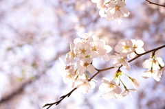 桜アップ２