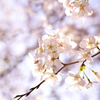 桜アップ２