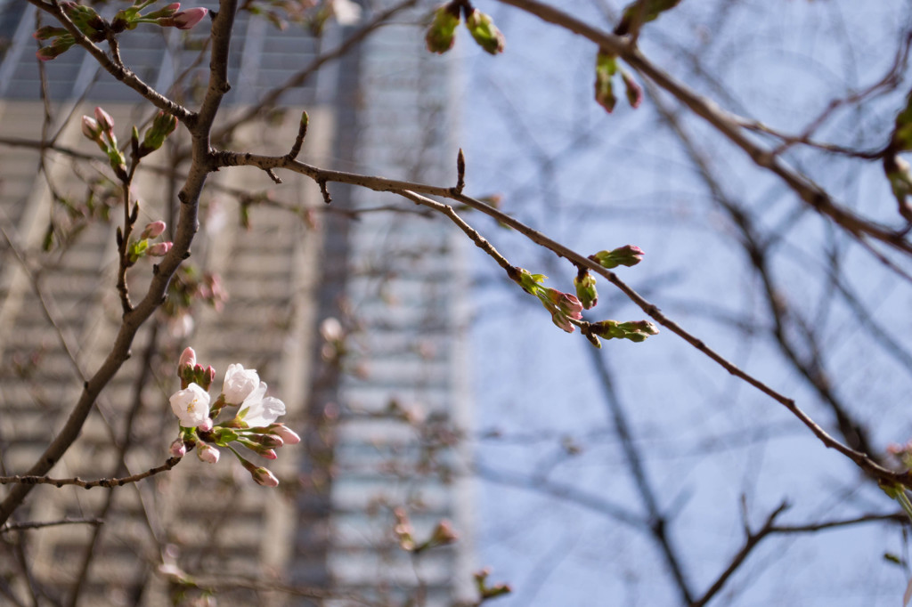 桜、咲き始め