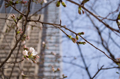 桜、咲き始め
