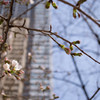 桜、咲き始め