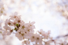 桜アップ