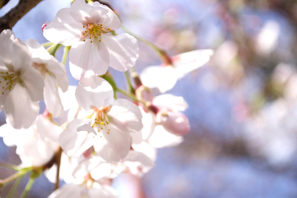 威光山の桜