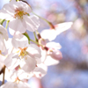 威光山の桜