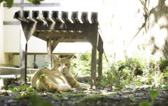 威光稲荷尊天の猫ちゃん