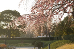 山下公園の桜