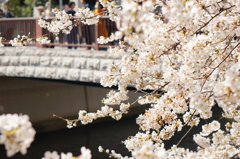 目黒川の桜