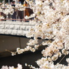 目黒川の桜