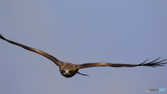 鳶２