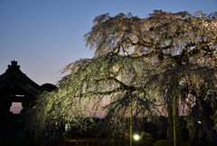 夕暮れ枝垂れ桜