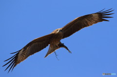 鳶３