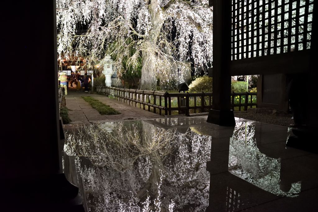 水鏡枝垂れ桜