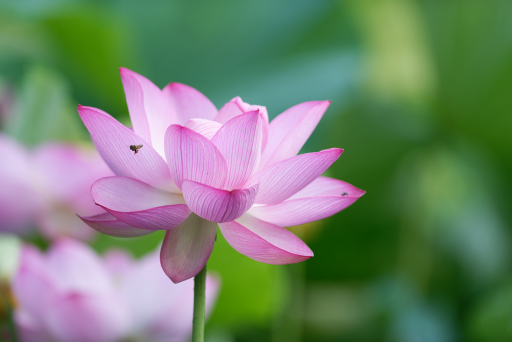 次はあっちの花へ行ってみよぅ！