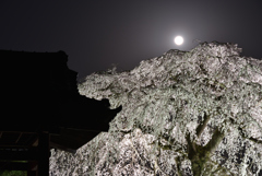 月光枝垂れ桜
