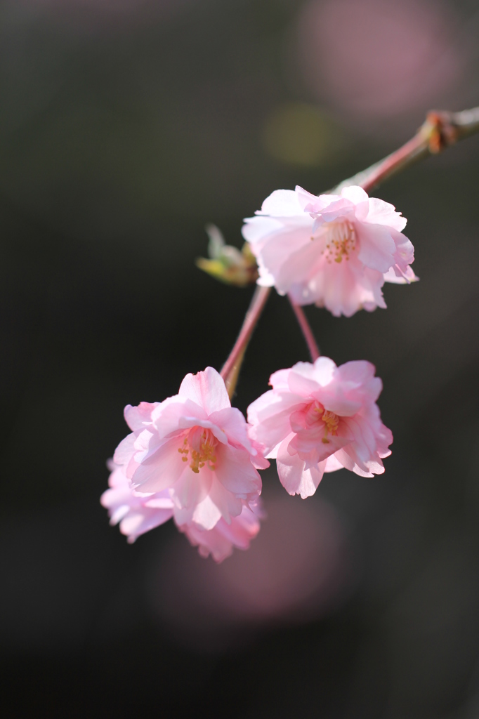 ＠神戸市立森林植物園